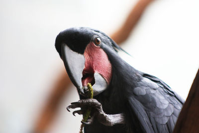 Close-up of bird perching