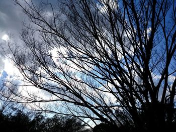 Low angle view of bare tree against sky