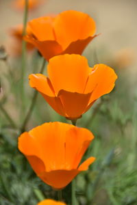 Close-up of orange flower