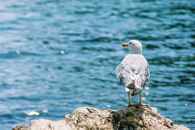 Seagull perching on rock