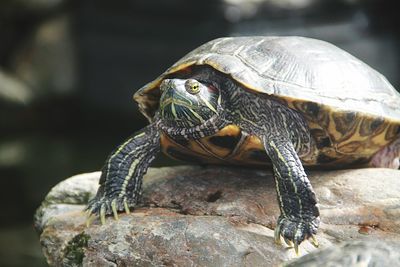 Close-up of turtle on rock