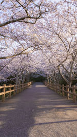 View of cherry blossom trees along road