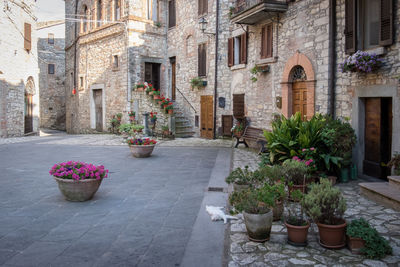 Potted plants on balcony