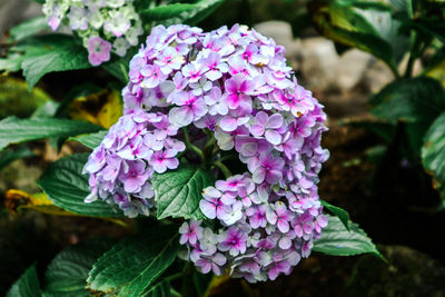 Close-up of purple flowering plant