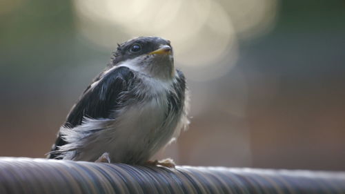 Close-up of a bird