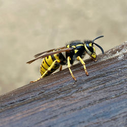 Close-up of bee on wood