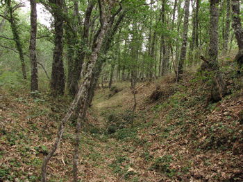 View of trees in forest