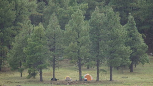 Trees on field in forest