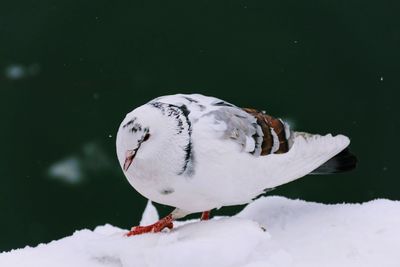 Close-up of snow on lake