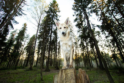 Low angle view of a dog on tree trunk