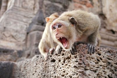 Monkey yawning on rock