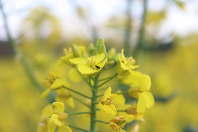 Close-up of yellow flowering plant