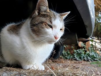 Close-up of cat looking away