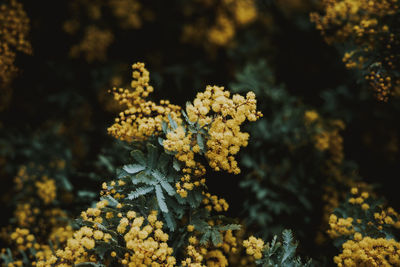 Close-up of yellow flowering plant