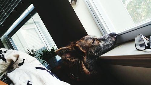 Close-up of dog seen through window