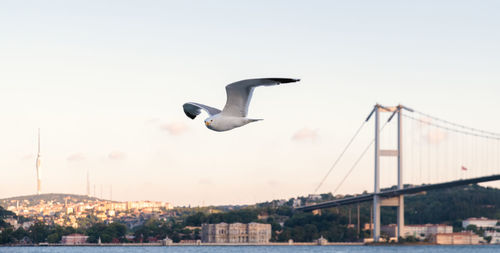 Seagulls flying over the sky