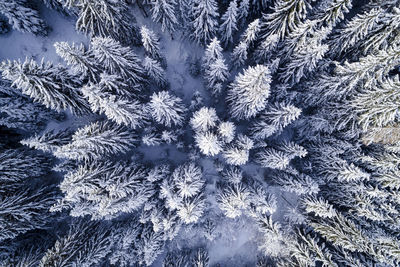 Full frame shot of snowflakes on tree