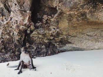 View of a sheep on rock