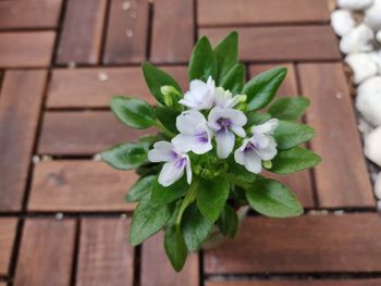 High angle view of flowering plant