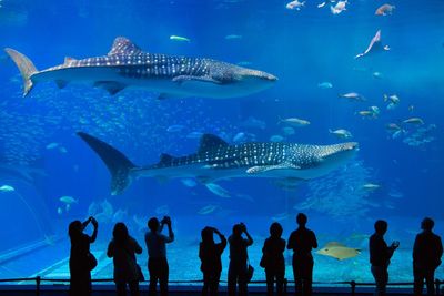 Silhouette people standing in aquarium