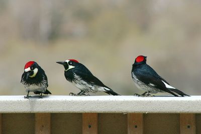 Close-up of bird perching on red outdoors