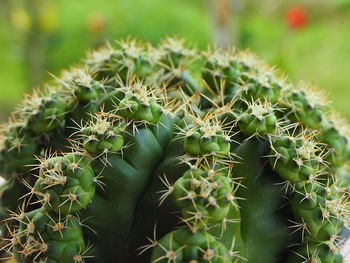 Close-up of succulent plant on field