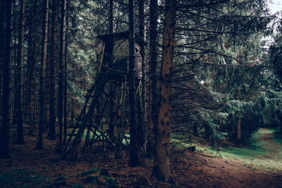 Trees in forest