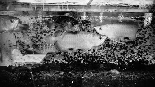 View of fish swimming in sea