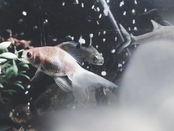 Close-up of fish in aquarium