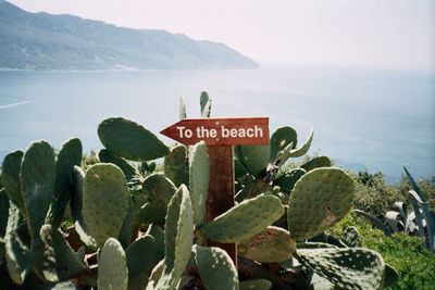 Close-up of succulent plants by sea against sky