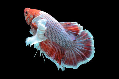 Close-up of fish against black background