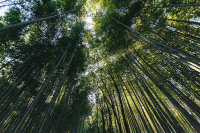 Low angle view of bamboo trees in forest