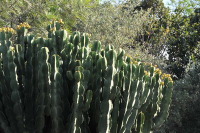 Close-up of cactus plant growing on field
