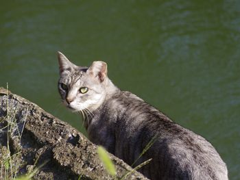 Portrait of cat by river