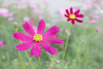 Close-up of pink flower