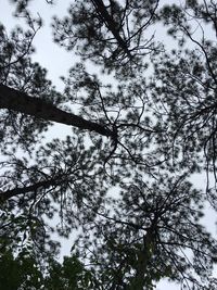 Low angle view of trees against sky