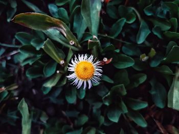 High angle view of white flowering plant