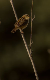 Close-up of bird perching on branch