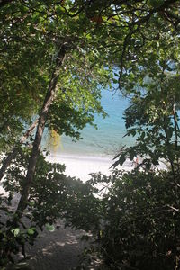 Scenic view of forest