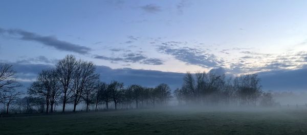 Trees on field against sky