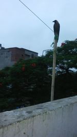 Low angle view of lamp post against clear sky
