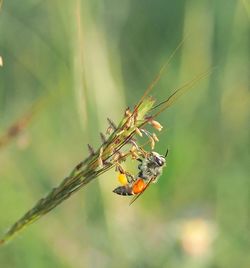 Close-up of insect on plant