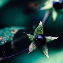 Close-up of insect on leaf