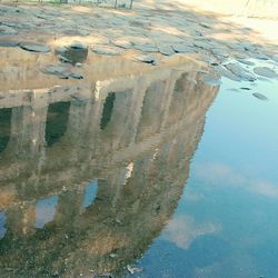 Reflection of trees in water