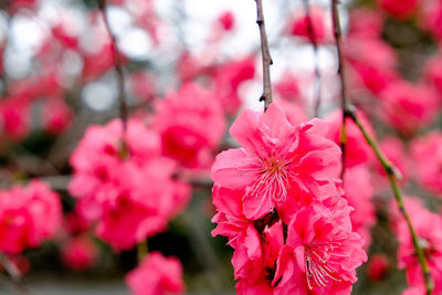 Close-up of pink flowers growing outdoors