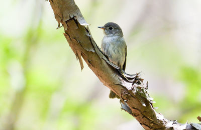 Close-up of bird perching on tree