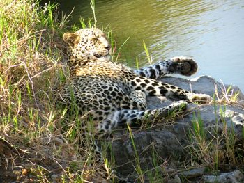View of cat relaxing on land