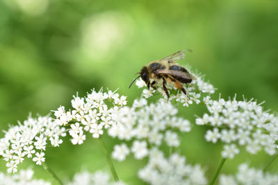 Close-up of bee pollinating on flower