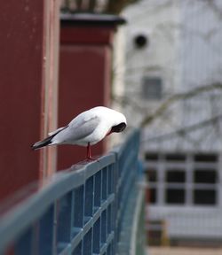 Seagull perching on railing against building