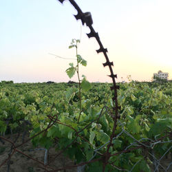 Plants growing on field against sky